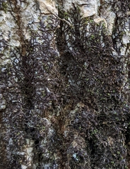Frullania eboracensis