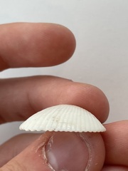 Arcidae