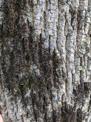 Frullania eboracensis