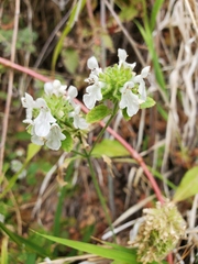 Stachys pycnantha