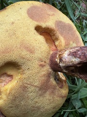 Suillus sinuspaulianus