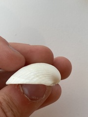 Arcidae