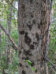 Frullania eboracensis