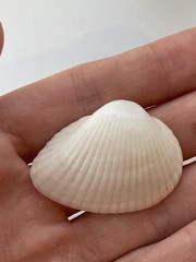 Arcidae