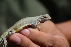 Callisaurus draconoides