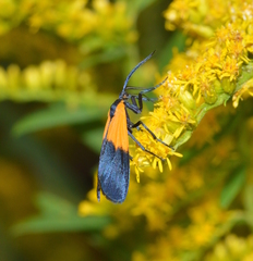 Lycomorpha pholus