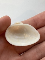 Arcidae