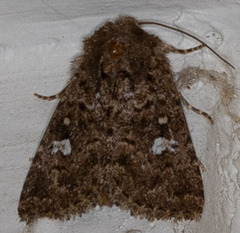 Properigea albimacula