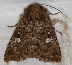 Properigea albimacula