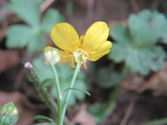 Ranunculus sardous