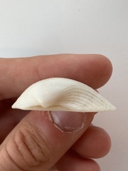 Arcidae