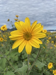 Tithonia tubaeformis