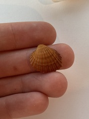 Cardites bicolor