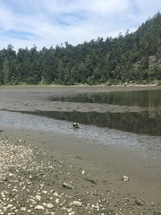 Haliaeetus leucocephalus washingtoniensis