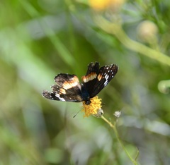 Chlosyne lacinia adjutrix