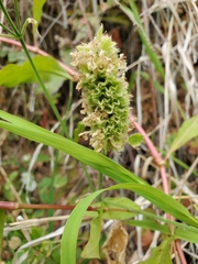 Stachys pycnantha