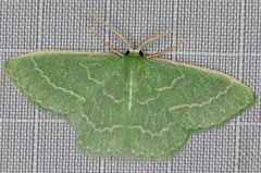 Synchlora aerata