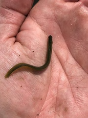 Apodichthys flavidus