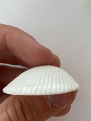 Arcidae