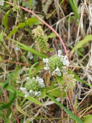Stachys pycnantha