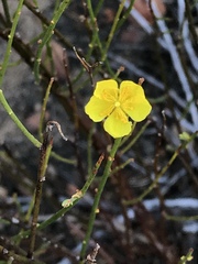 Crocanthemum scoparium