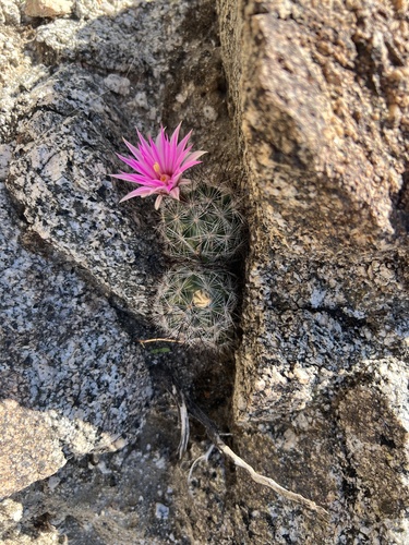 iNaturalist observation photo of Common Fishhook Cactus