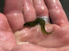 Apodichthys flavidus