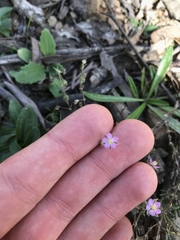 Spergularia rubra