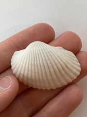 Arcidae