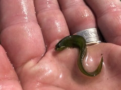 Apodichthys flavidus