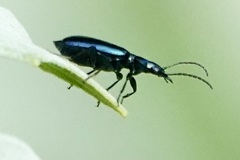 Lebia viridis