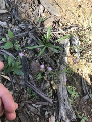 Spergularia rubra