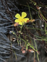 Crocanthemum scoparium