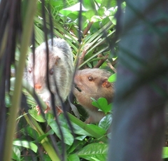 Dactylomys dactylinus