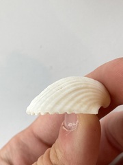Arcidae