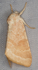 Trichocosmia inornata