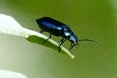Lebia viridis