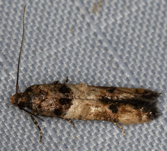 Walshia miscecolorella