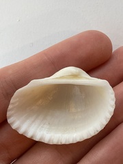 Arcidae