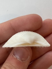 Arcidae