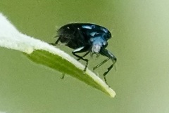 Lebia viridis