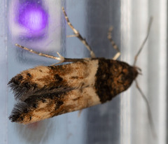 Walshia miscecolorella