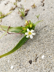 Zephyra compacta