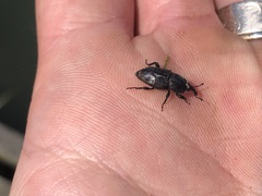 Sphenophorus cicatristriatus