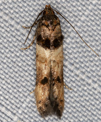 Walshia miscecolorella