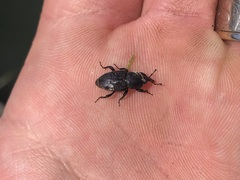 Sphenophorus cicatristriatus