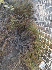 Crocanthemum scoparium