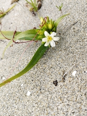 Zephyra compacta
