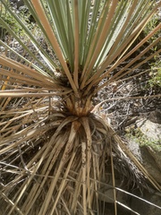 Yucca glauca
