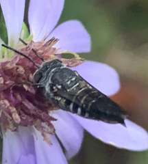 Coelioxys octodentatus